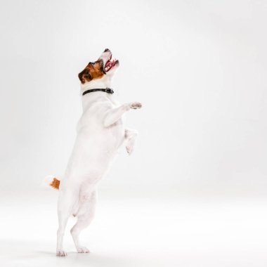 Küçük Jack Russell Terrier beyaz