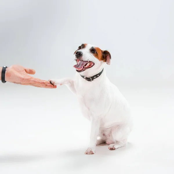 Pequeño Jack Russell Terrier sentado en blanco — Foto de Stock