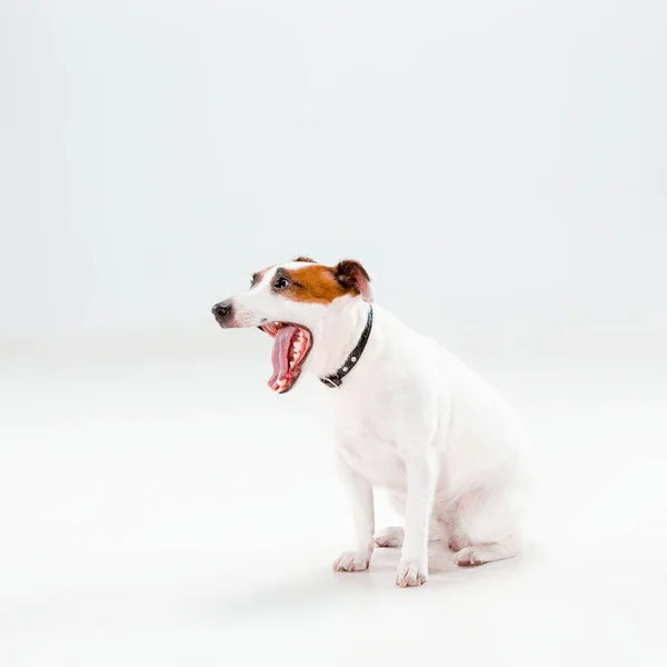 Pequeno Jack Russell Terrier sentado no branco — Fotografia de Stock