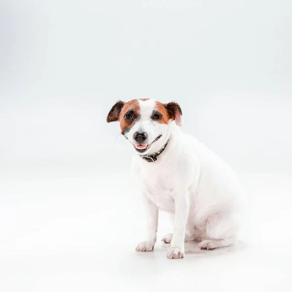 Pequeno Jack Russell Terrier sentado no branco — Fotografia de Stock