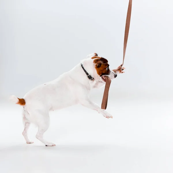 Pequeño Jack Russell Terrier en blanco — Foto de Stock