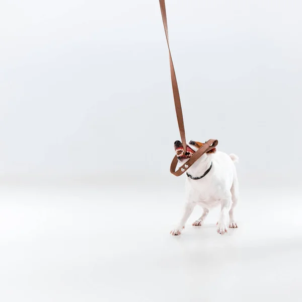 Pequeno Jack Russell Terrier em branco — Fotografia de Stock