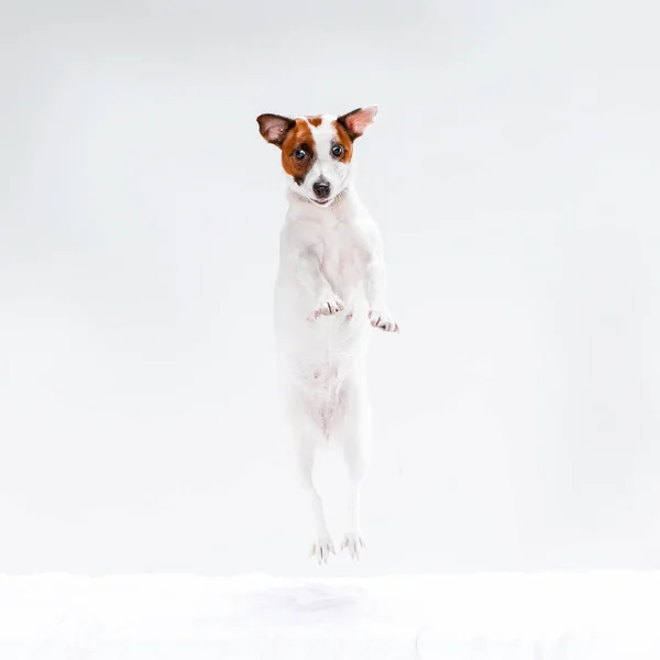 Pequeno Jack Russell Terrier em branco — Fotografia de Stock