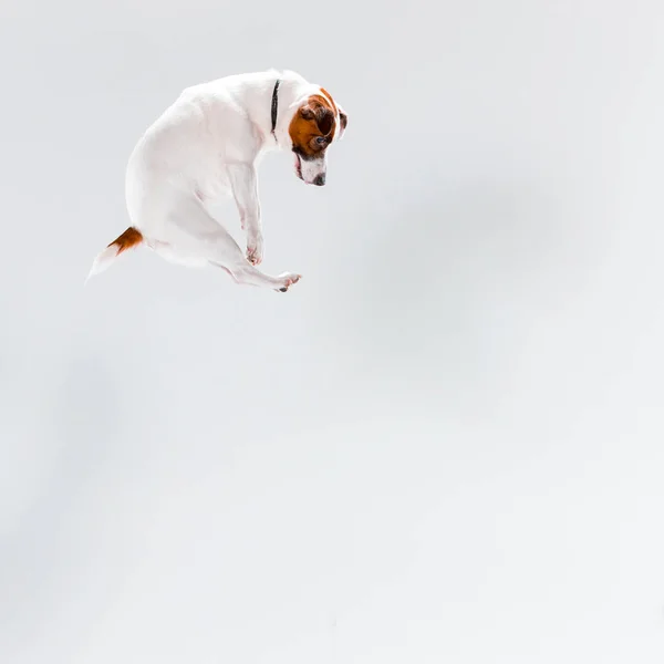 Kleiner Jack Russell Terrier auf Weiß — Stockfoto