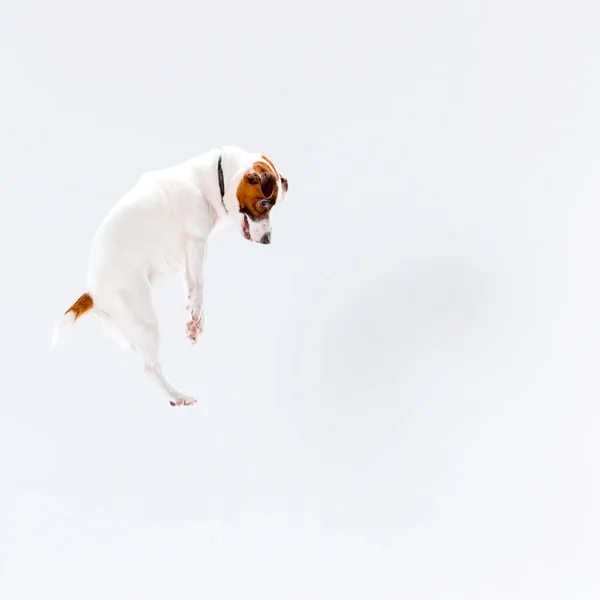 Pequeno Jack Russell Terrier em branco — Fotografia de Stock