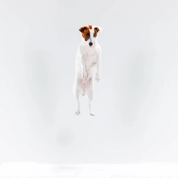 Küçük Jack Russell Terrier beyaz — Stok fotoğraf