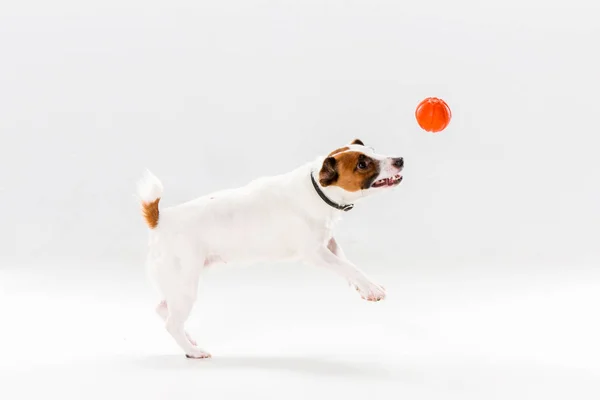 Pequeno Jack Russell Terrier em branco — Fotografia de Stock