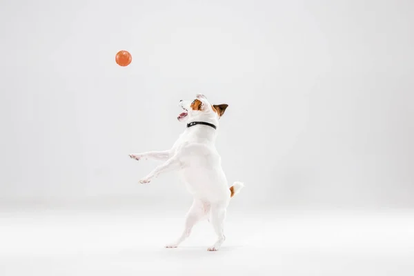 Pequeno Jack Russell Terrier em branco — Fotografia de Stock