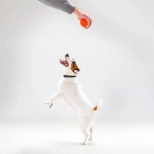 Kleiner Jack Russell Terrier auf Weiß — Stockfoto