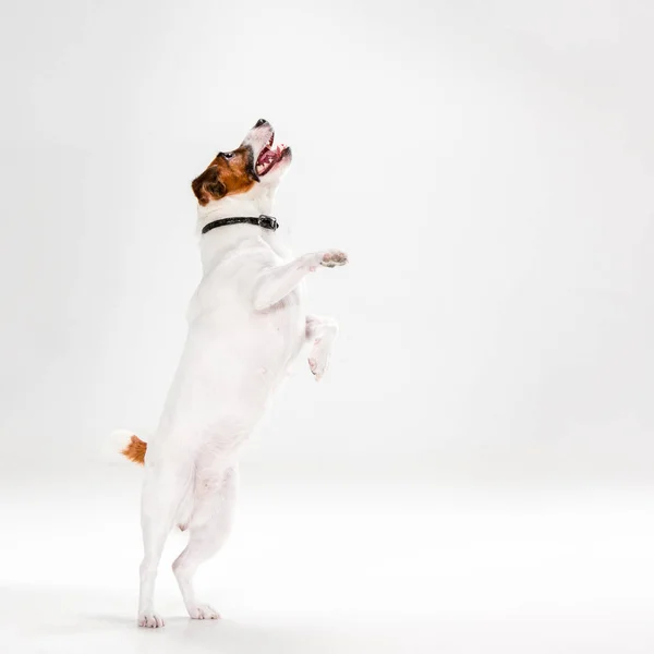 Pequeno Jack Russell Terrier em branco — Fotografia de Stock