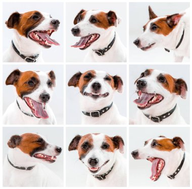 Küçük Jack Russell Terrier beyaz üzerinde oturan