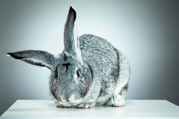 アナウサギや一般的なウサギ、2 ヶ月の灰色の背景テクニック — ストック写真