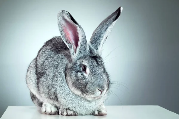 アナウサギや一般的なウサギ、2 ヶ月の灰色の背景テクニック — ストック写真