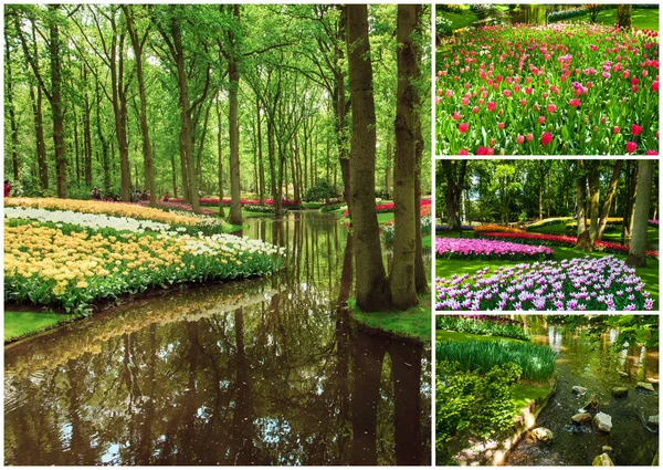 Campos de tulipanes collage de diferentes tulipanes — Foto de Stock