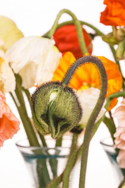 Ramo de flores de margarita y amapola — Foto de Stock