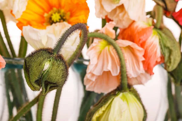 Ramo de flores de margarita y amapola — Foto de Stock
