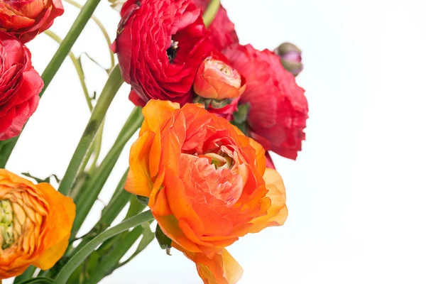 Ramos de flores rojas de Ranunkulyus sobre un fondo blanco — Foto de Stock