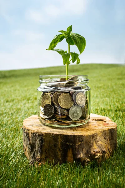 Plant Growing Coins Glass Jar Money Green Grass Saving Investment — Stock Photo, Image