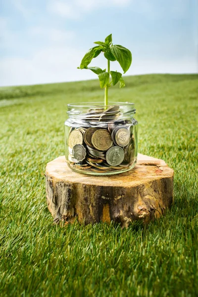 Plant growing in Coins glass jar for money on green grass — Stock Photo, Image