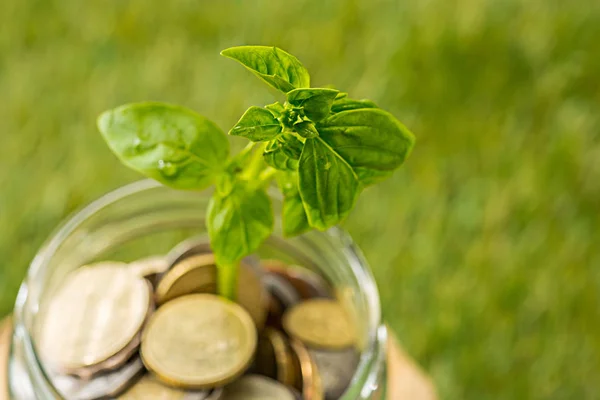 Plant growing in Coins glass jar for money on green grass — Stock Photo, Image