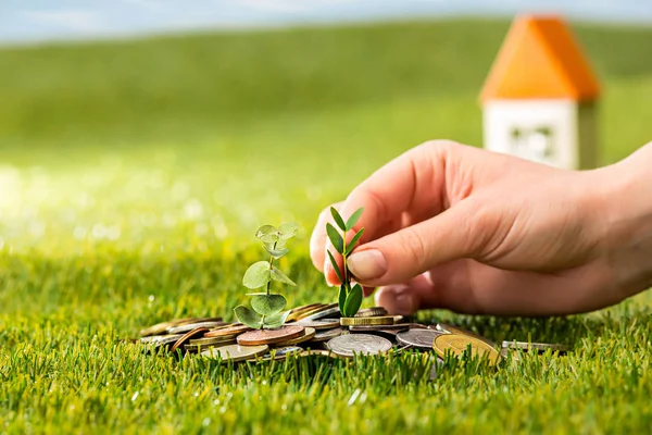 Plant growing in Coins glass jar for money on green grass — Stock Photo, Image