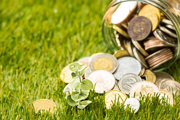 Planta crescendo em Coins frasco de vidro para o dinheiro na grama verde — Fotografia de Stock