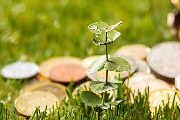 Plant growing in Coins glass jar for money on green grass — Stock Photo, Image