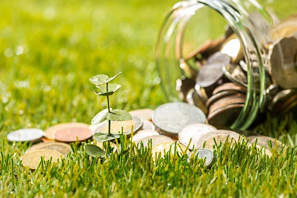 Paralar cam kavanoza para için yeşil çimenlerin üzerinde büyüyen bitki — Stok fotoğraf
