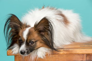 Stüdyo portre esneme ve küçük bir köpek yavrusu Papillon