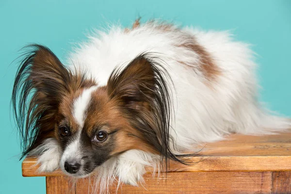 Studio ritratto di un piccolo cucciolo sbadigliante Papillon — Foto Stock