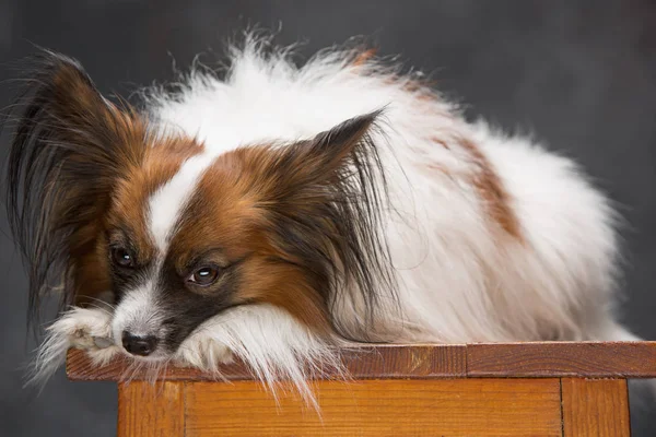 Stüdyo portre esneme ve küçük bir köpek yavrusu Papillon
