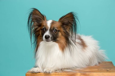 Stüdyo portre esneme ve küçük bir köpek yavrusu Papillon