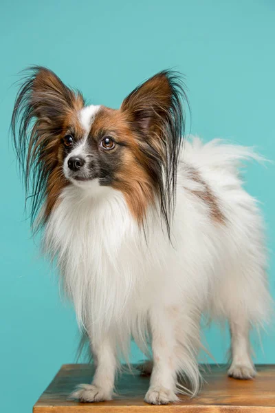 Retrato de estúdio de um pequeno filhote de cachorro bocejo Papillon — Fotografia de Stock