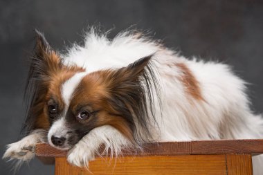 Stüdyo portre esneme ve küçük bir köpek yavrusu Papillon