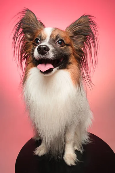 Studio ritratto di un piccolo cucciolo sbadigliante Papillon — Foto Stock