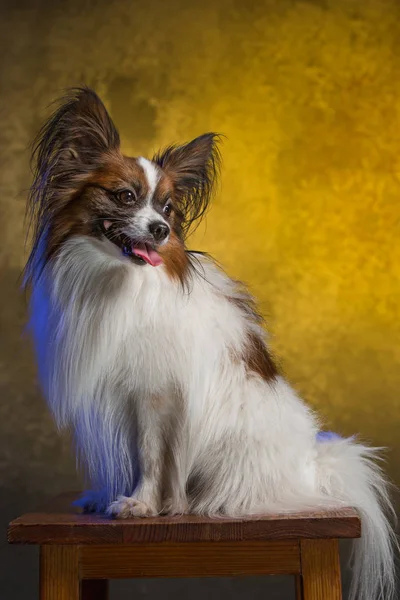 Studio ritratto di un piccolo cucciolo sbadigliante Papillon — Foto Stock