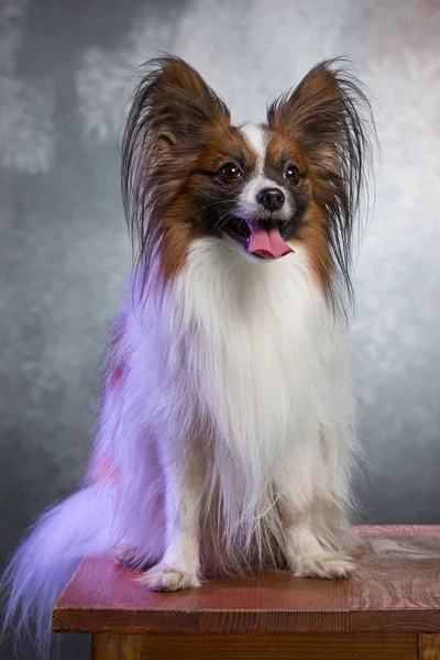 Portrait studio d'un petit chiot bâillant Papillon — Photo