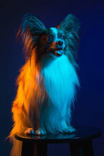 画室肖像，小令人瞠目的小狗巴比龙 — 图库照片