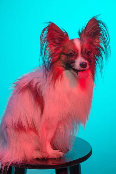 画室肖像，小令人瞠目的小狗巴比龙 — 图库照片