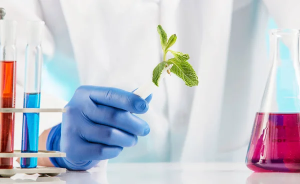 Ciencias de las plantas en laboratorio —  Fotos de Stock