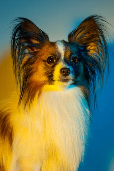 Retrato de estudio de un pequeño cachorro bostezo Papillon — Foto de Stock