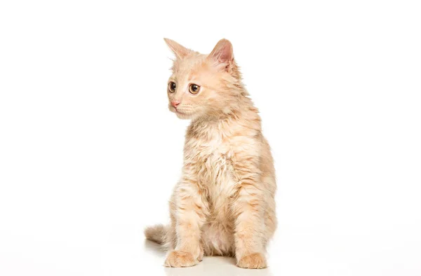 The cat on white background — Stock Photo, Image