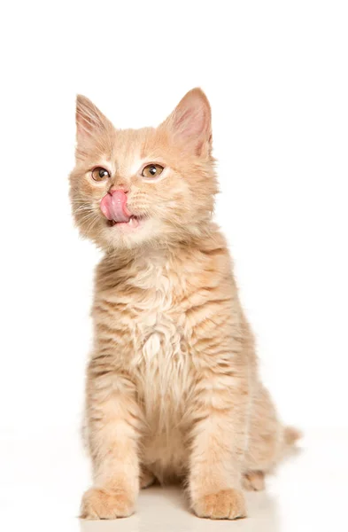 El gato sobre fondo blanco — Foto de Stock