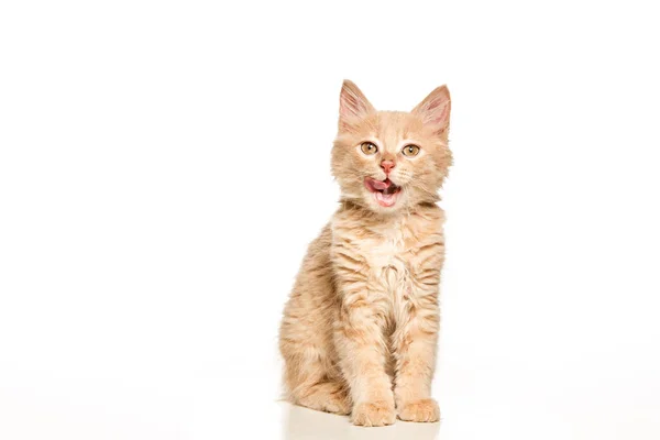 Il gatto su sfondo bianco — Foto Stock