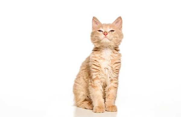 The cat on white background — Stock Photo, Image