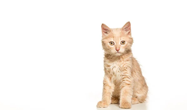 白い背景の上の猫 — ストック写真