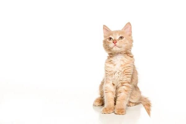 The cat on white background — Stock Photo, Image