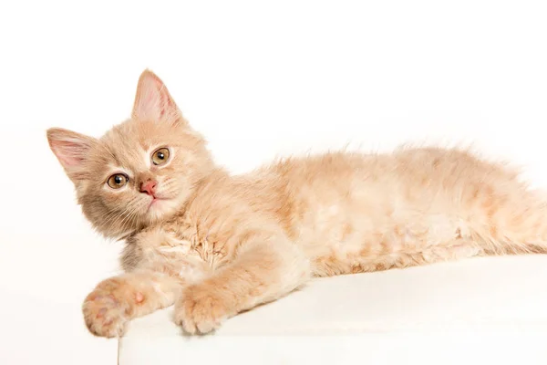 Gato Vermelho Branco Fundo Estúdio Branco — Fotografia de Stock