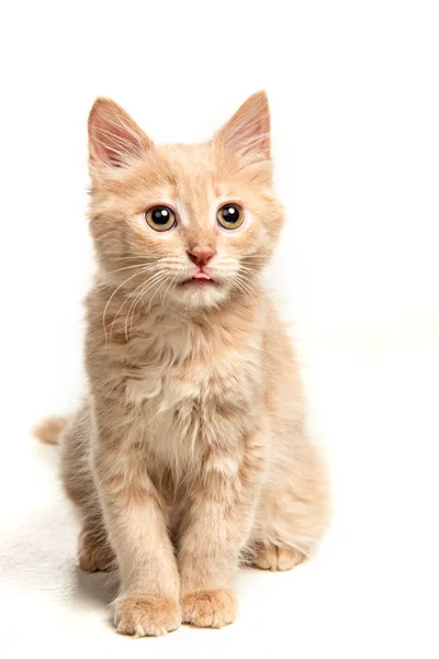 El gato sobre fondo blanco — Foto de Stock