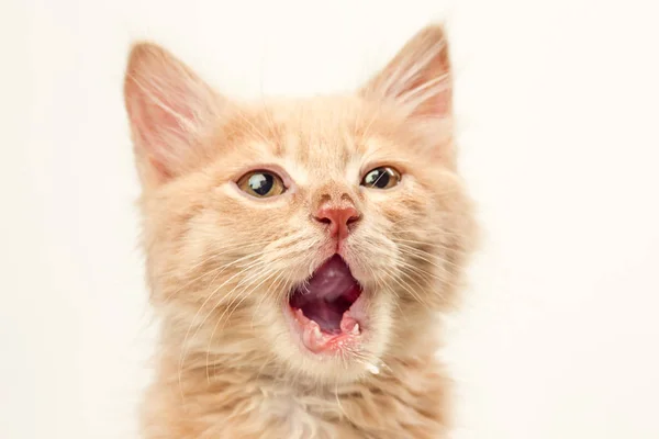 El gato sobre fondo blanco — Foto de Stock